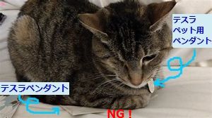 テスラペンダントは猫のエネルギーを読み取ろうとする