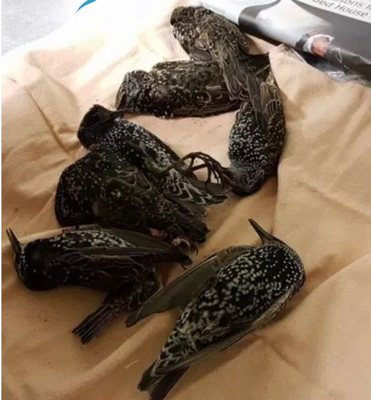 5g-died birds.png