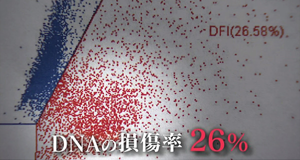 DNA損傷率.jpg