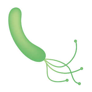 ピロリ菌.png