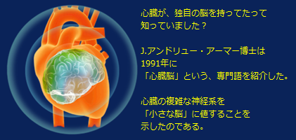 心臓脳.png