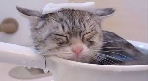 猫湯.jpg