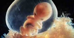 胎児.jpg