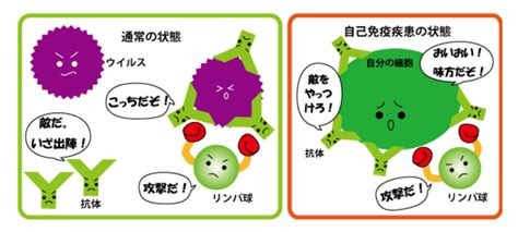 自己免疫.jpg