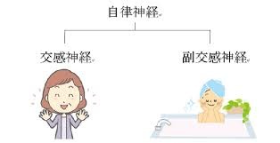 自律神経.jpg