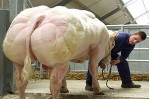 肥育ホルモンで育った牛