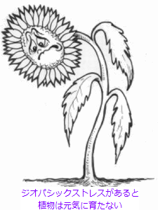 Sad-Sunflower_DRAWING.png