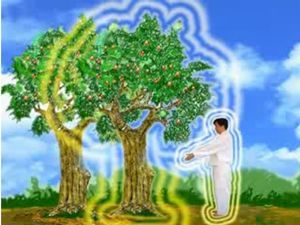 TreeAura.jpg