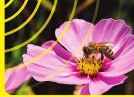 bees-birds-and-mankind.jpg