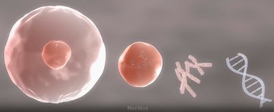 cells.jpg