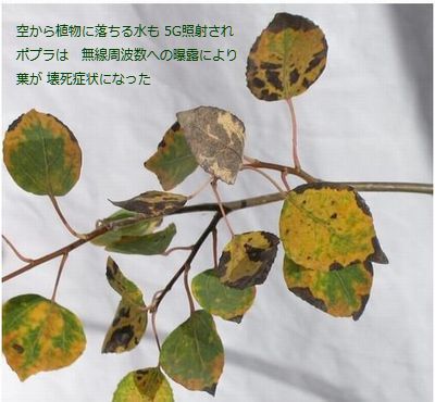 emf-5G-Radiation-Leaves-necrosis.jpg