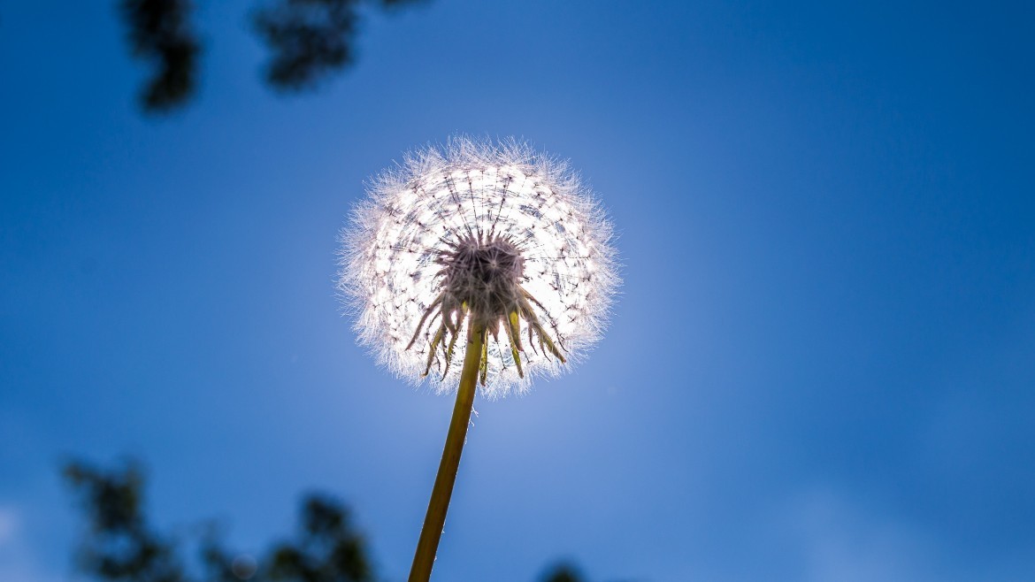 hay-fever-.jpg