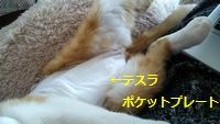 ペットの不調にテスラ ポケットプレート