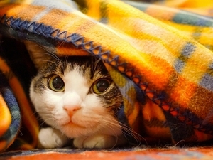 nyan-in.jpg
