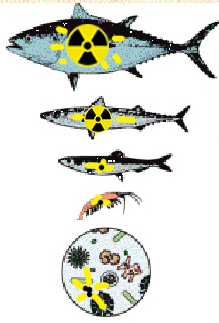 radiation-in-sea-food-chai.gif